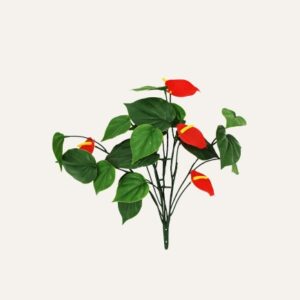 Anthurium