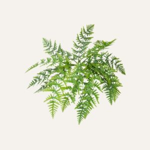 Planta helecho grande