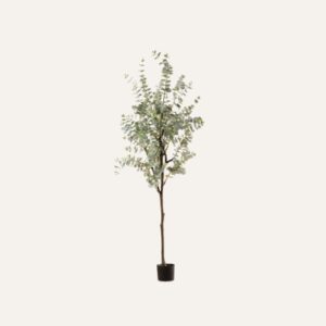 Eucalipto 180cm