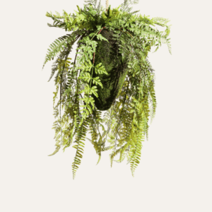 Helecho colgante 75cm
