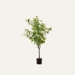 Hortensia Paniculata Blanca 160cm