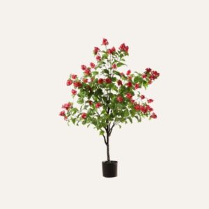 Hortensia Paniculata Rosa 160 cm