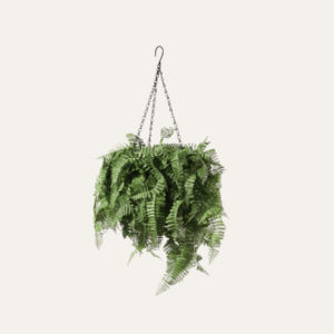 Jardinera colgante helecho