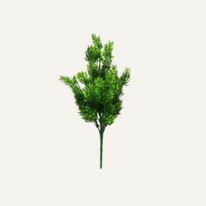 Pinus verde