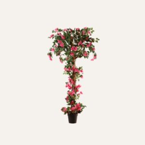 Buganvilla trenzada 185 cm