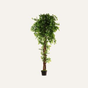 Ficus trenzado 180 cm