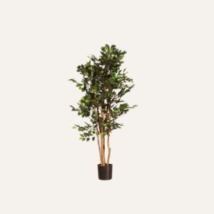 Ficus 150cm
