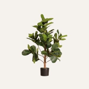 Ficus lyrata 100cm