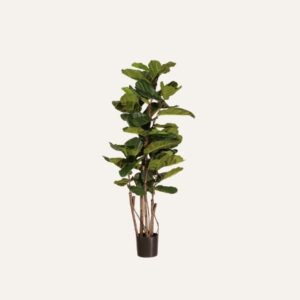 Ficus lyrata 180cm