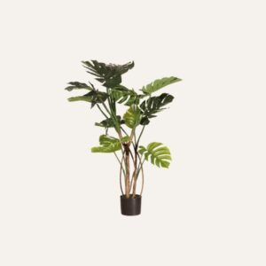 Monstera 120cm