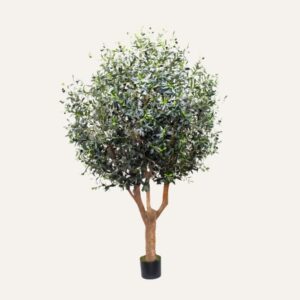 Olivo Albacete 240cm