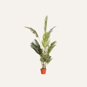 Palmera Areca 180cm