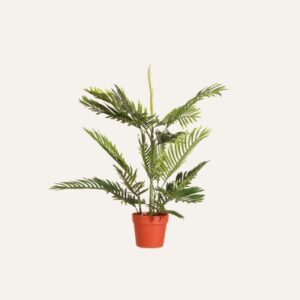 Palmera 85cm
