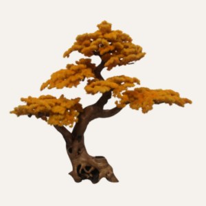Bonsai Yuzu