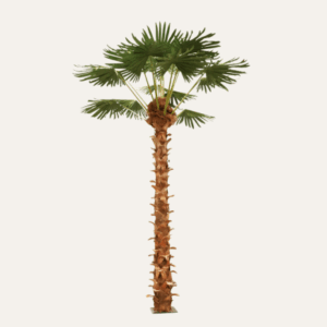 Palmera 5m