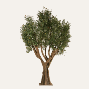 Olivo poniente granadino 260cm