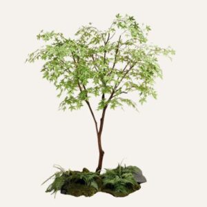 Arce Japonés Hoja Verde