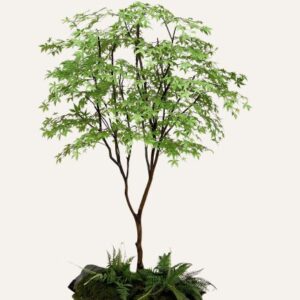 Arce Japonés Primavera