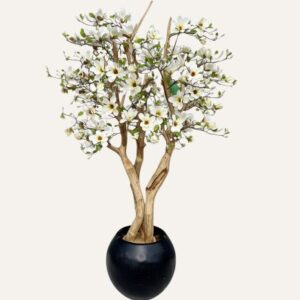Magnolio Compacto