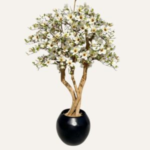 Magnolio Estrella